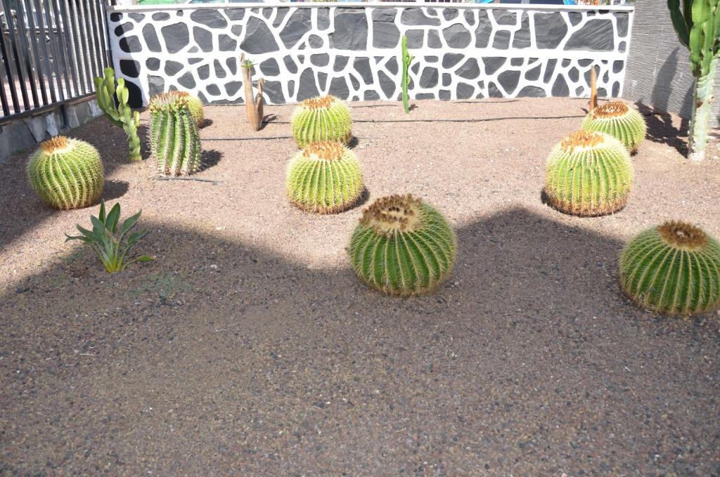 Los Cactus Playa del Inglés Exterior foto